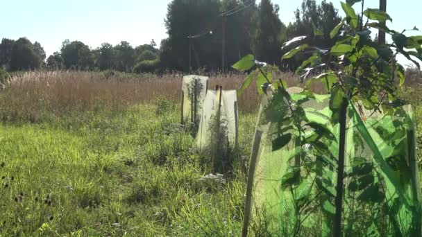 Plántulas de árboles frutales plantones protegidos de animales silvestres con red en el jardín del pueblo rural . — Vídeos de Stock