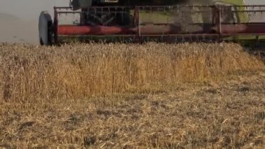 Çiftlik birleştirmek olgun buğday kulak ve saman arka toz düşme ile kesti. 4k