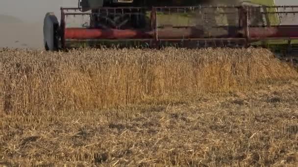 农场联合收割机把成熟的麦子耳朵和稻草和灰尘从后面落下。4k — 图库视频影像