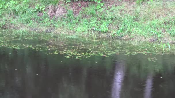 Gotas de chuva caem sobre lagoa rural coberto com rastejante verde. 4K — Vídeo de Stock