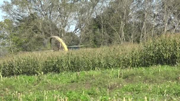 Las plantas cosechadas de maíz caen sobre el campo. De mano. 4K — Vídeos de Stock