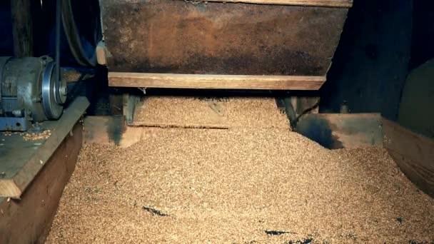 Tamizado caída de grano de la vieja máquina de tamizado de madera. Primer plano. — Vídeo de stock