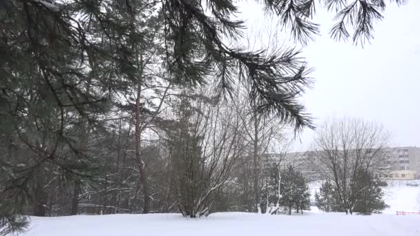 Neve nevando na floresta de pinheiros no tempo frio de inverno. 4K — Vídeo de Stock