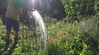 Yaz aylarında geç gün bahçede çiçek bitki sulama adam. 4k 