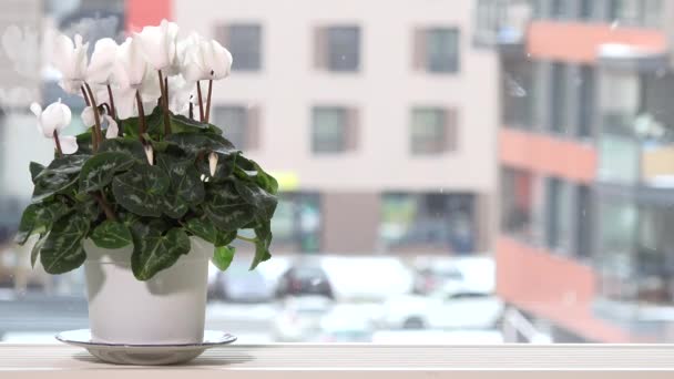 Weiße Cyclamen blühen im Topf auf der Fensterbank und Schnee fällt im Winter draußen — Stockvideo