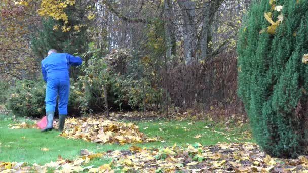 Junger Mann harkt Ahornblätter im Garten. Saisonarbeit. 4k — Stockvideo