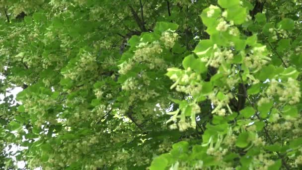 Ветви дерева Линден, полные цветов, движутся на ветру. 4K — стоковое видео