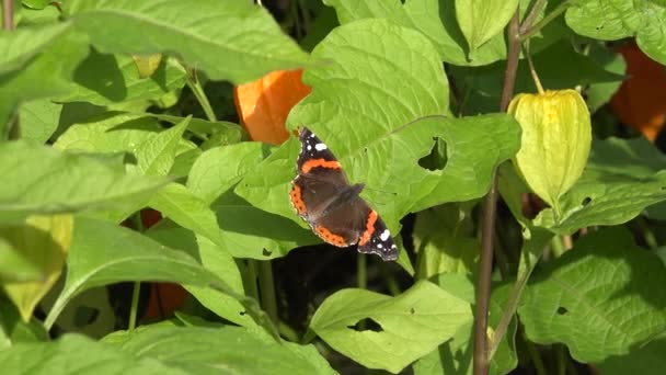 Tortoiseshell Aglais urticae tabby mariposa sentarse en hojas de tomate de cáscara. 4K — Vídeo de stock