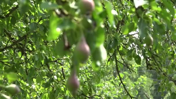Gałąź drzewa gruszy pełen owoców rośnie w gospodarstwie ekologicznym. Zmiana ostrości. 4k — Wideo stockowe