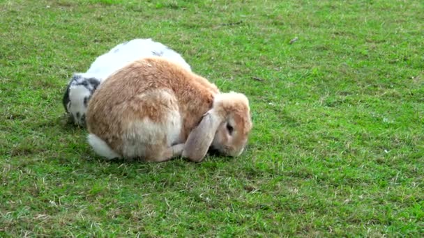 Par de coelhos pastando em grama verde no zoológico — Vídeo de Stock
