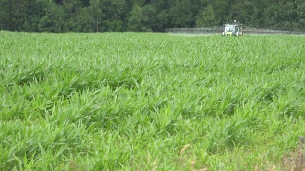 Tractor con pulverizador mata la hierba y plaga con productos químicos en el campo de maíz. 4K — Vídeo de stock