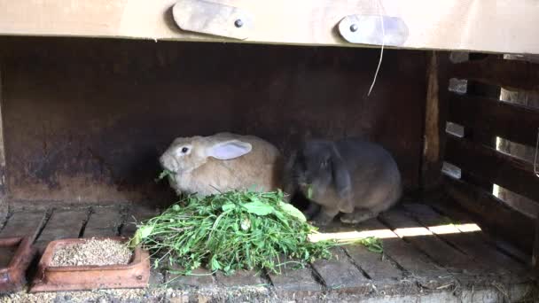 Krajowego ozdobny hodował króliki jedzą trawę w padoku. 4k — Wideo stockowe