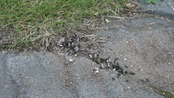 Gevleugelde mieren uitstappen van insecten nest tijdens zwermen paring van tijd in de natuur. 4k — Stockvideo