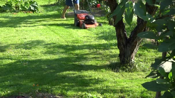 Homem paisagista cortar grama entre flores e árvores de fruto no jardim quintal. 4K — Vídeo de Stock
