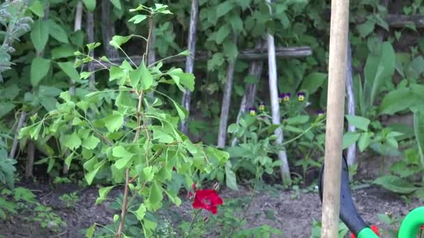 Small tree seedling, spade tool and watering can in garden. Zoom out. 4K — Stock Video