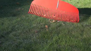 Bahçe kırmızı komisyon ile erkek alt komisyon sonbahar yaprakları. 4k