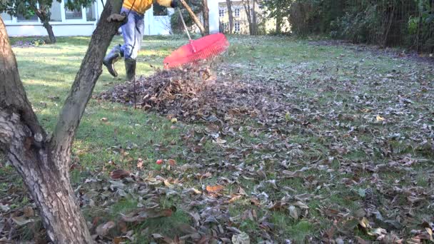 Uomo rastrello cortile coperto di foglie secche nella fredda giornata autunnale. 4K — Video Stock