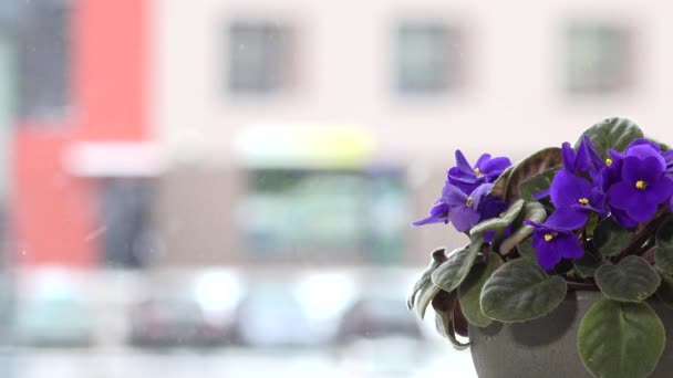 Fechar-se de flores de flor violeta africana no fundo da janela. Neve a cair — Vídeo de Stock