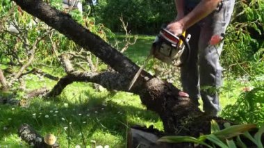 Elektrikli testereli tanınmayan bir adam devrilmiş ağaçtan dallar kesiyor. Gimbal