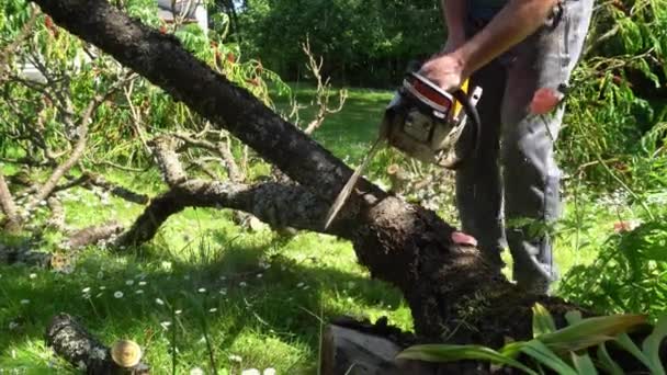 Unrecognizable man with chainsaw cutting branches from fallen tree. Gimbal — Stock Video