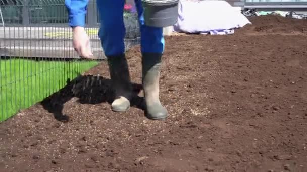 Hombre jardinero manos siembra la plantación de nuevas semillas de césped hierba en el patio de la casa — Vídeo de stock