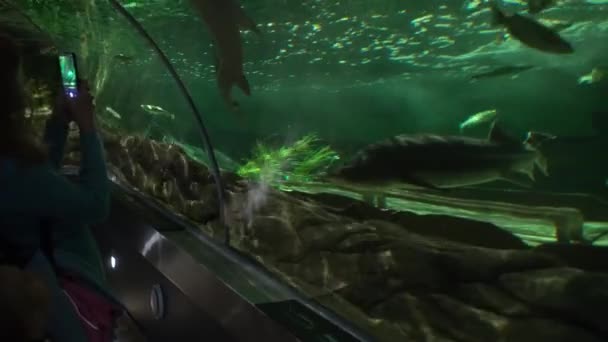 Mujer con teléfono y su hija viendo la vida marina peces en el arco del acuario grande — Vídeos de Stock