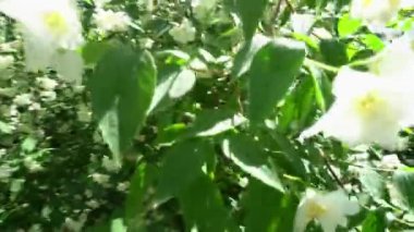 Güzel beyaz çiçeklerle dolu yasemin şırıngası. Gimbal hareket hareketi