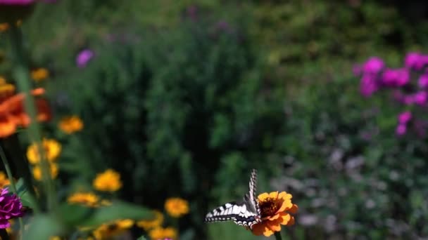 Papilio Machaon Borboleta de rabo de andorinha — Vídeo de Stock