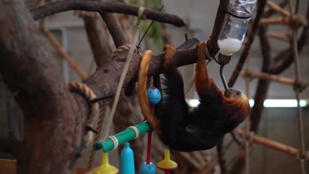 動物園の特別フラスコから金色の頭をしたライオンタマリン猿が水を飲む — ストック動画