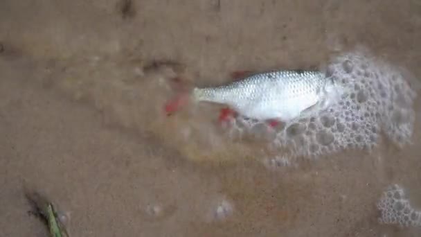 死了的蟑螂鱼在被污染的湖上。 全球水污染。 Gimbal motion — 图库视频影像