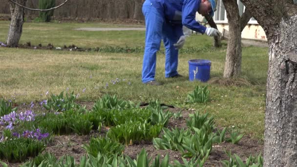 Profesjonalny ogrodnik maluje pień drzewa wczesną wiosną. 4k — Wideo stockowe