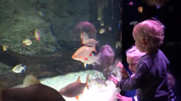 Klein meisje en haar broer jongen kijken vissen in groot aquarium — Stockvideo