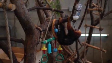 Altın başlı aslan tamarin maymunu özel mataradan su içer. Gimbal hareketi