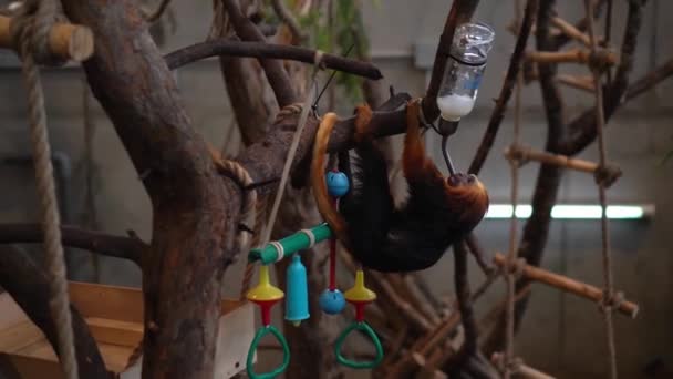 León cabeza dorada mono tamarín beber agua de frasco especial. Movimiento del cardán — Vídeos de Stock