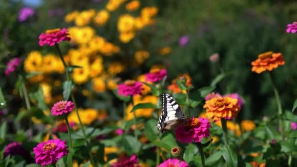 Papilio Machaon cola de golondrina mariposa — Vídeos de Stock