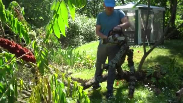 Elimination of consequences of storm. Man the worker saw the fallen tree. Gimbal — Stock Video