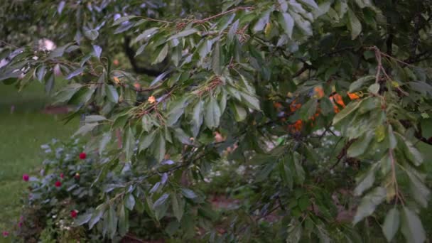 Donna tagliata erba falciare prato tra alberi e fiori nel giardino estivo — Video Stock