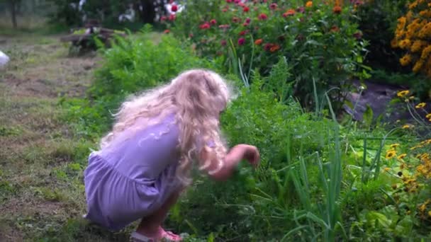 Kleines blondes Mädchen auf der Suche nach Möhren im Garten. Kind reißt Karottengemüse aus — Stockvideo