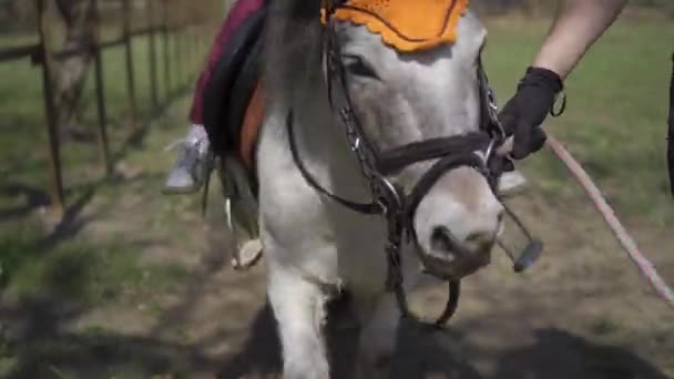 Eenhoorn pony dier en meisje kind rijden het. Focus verandering. Gimbal motie — Stockvideo