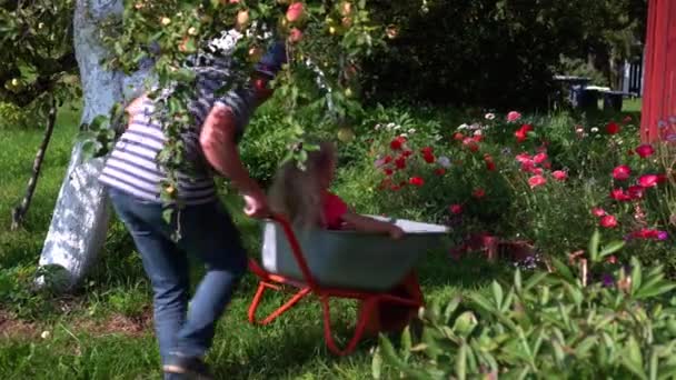 Papa geeft kleine blonde dochter rit in kruiwagen tussen kleurrijke bloemen — Stockvideo