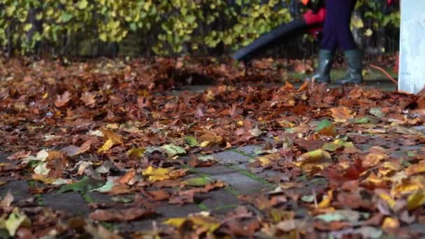 Primer plano del jardinero con el camino de limpieza del soplador de hojas de las hojas en otoño — Vídeos de Stock