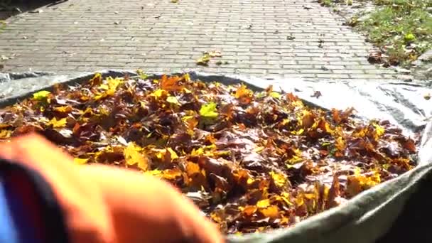 Gardener hand pulling large pile of leaves in autumn — Stock Video