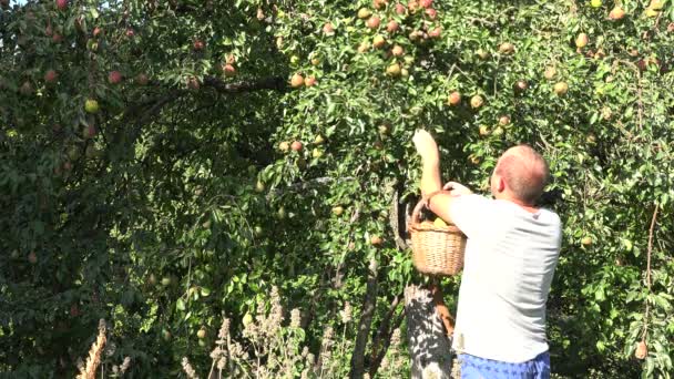 Man plukken verse peer fruit groene tuin. Oogst in eigen huis. 4k — Stockvideo