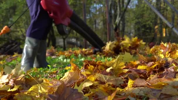 Jardinero usando la máquina del ventilador para limpiar el patio trasero de hojas coloridas — Vídeo de stock