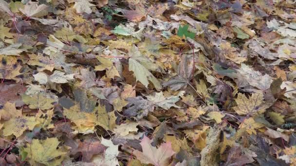 Leaves on ground under maple tree and gardener woman rake foliage. Tilt up. 4K — Stock Video