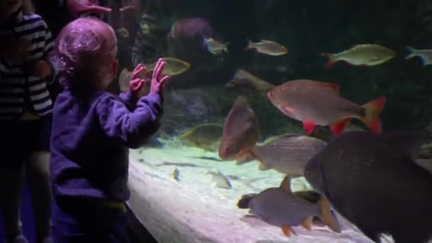 Дети, наблюдающие за рыбами в большом аквариуме — стоковое видео