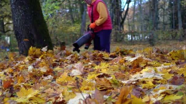 Beyaz erkek işçi çimlerden sonbahar yapraklarını temizlemek için yaprak üfleyici kullanıyor. — Stok video