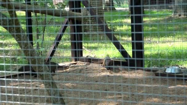 Frettchen laufen im Sommer im Zoo-Käfig. Tier im Zoo. 4K — Stockvideo