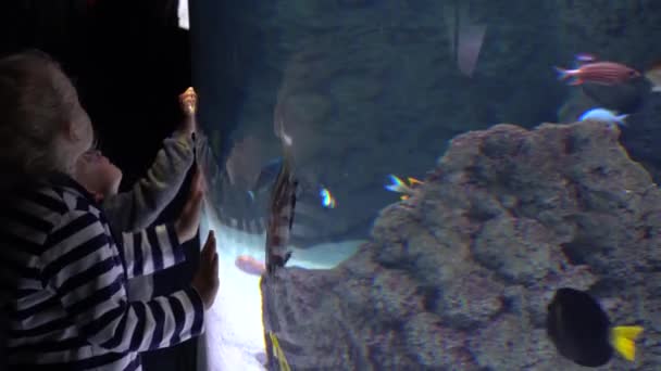 Niña hermana pequeña y su hermano niño ver peces de colores en el acuario grande — Vídeos de Stock