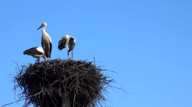 Mavi gökyüzü arka planında üç leylek yuvamızda duruyor. 4K